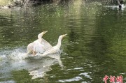 天降五夫吉林：罕见白鸬鹚连续两年“故地重游”