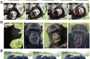 天降五夫国际最新研究：机器人“打哈欠” 黑猩猩被传染